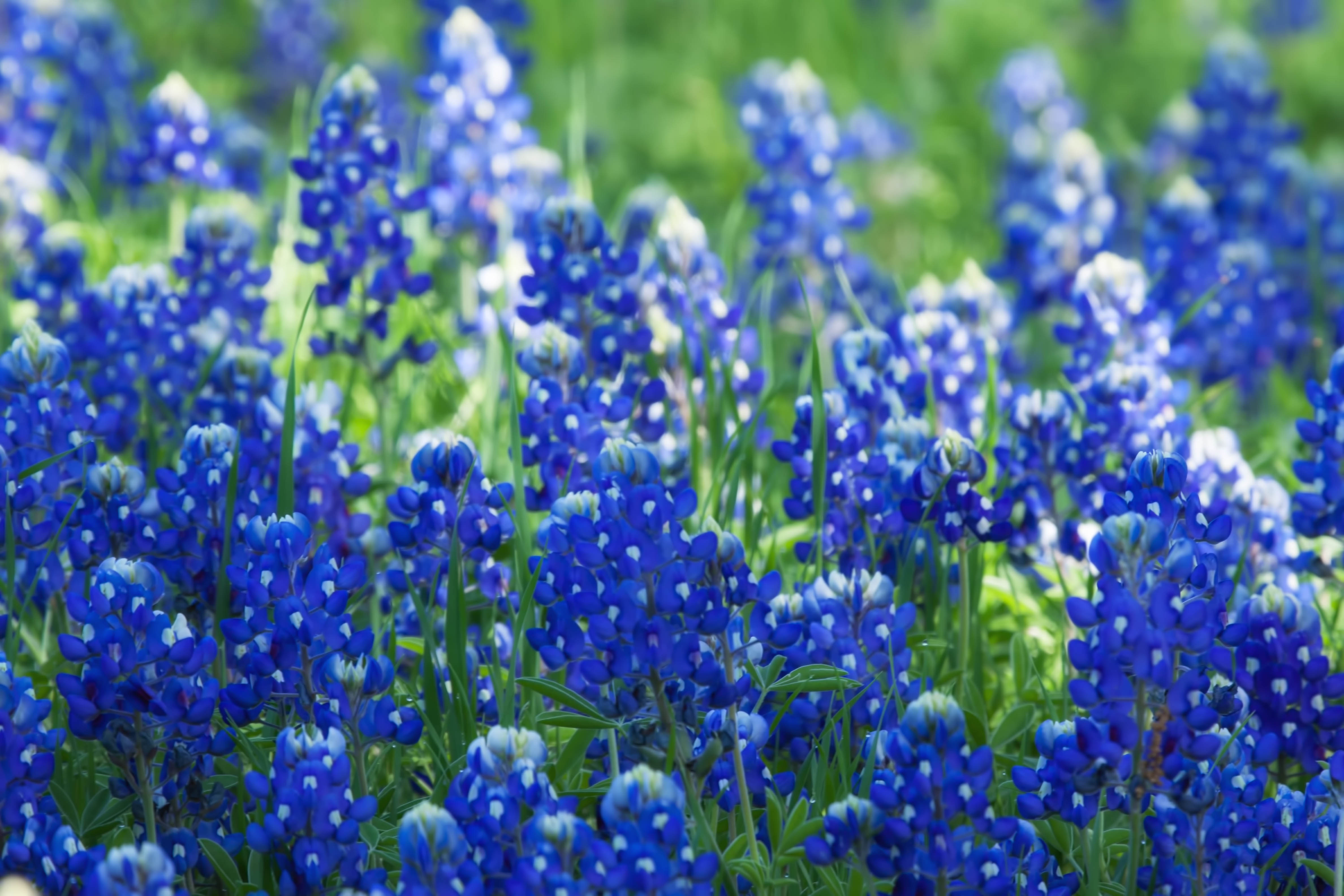 texas blue bonnets