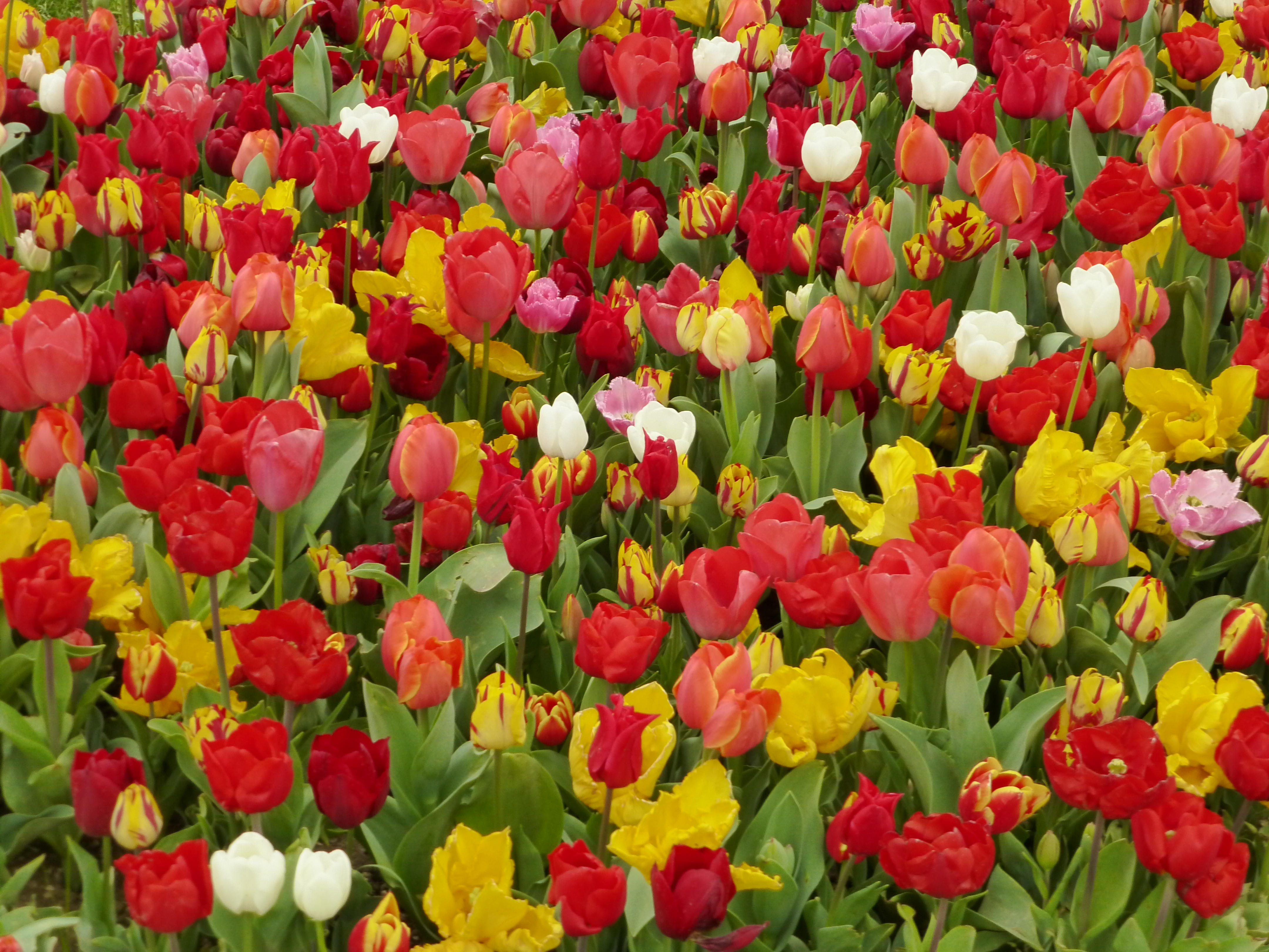 tulips